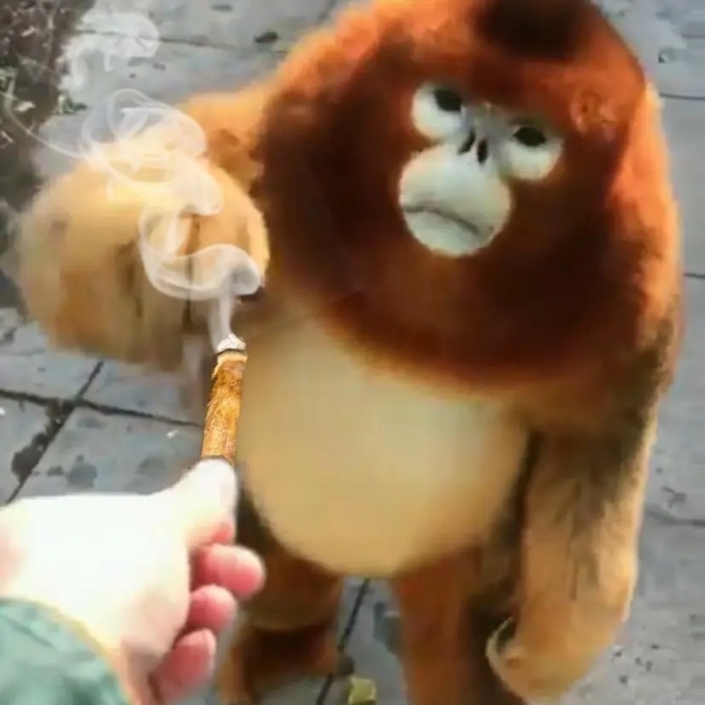 Meet your Posher, Aamina